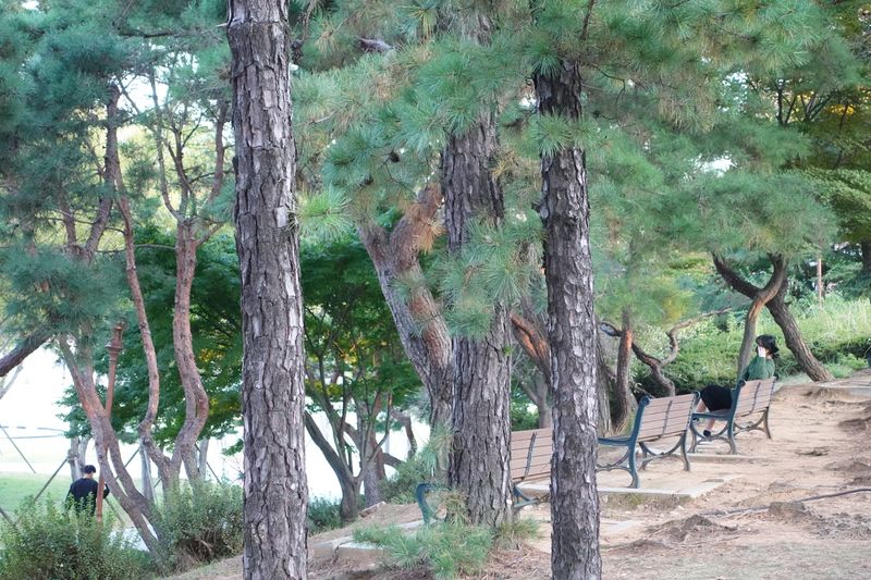 파일:전남대학교 광장-소나무 숲.JPG