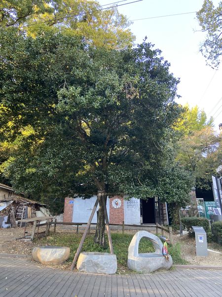 파일:양림동 호랑가시나무.jpeg