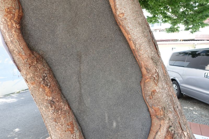 파일:학동느티나무-나무 상세.JPG