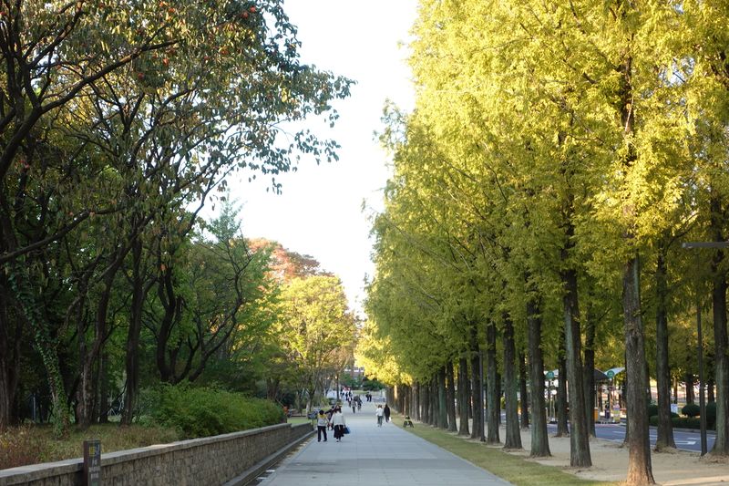 파일:전남대 정문-가로수길.JPG