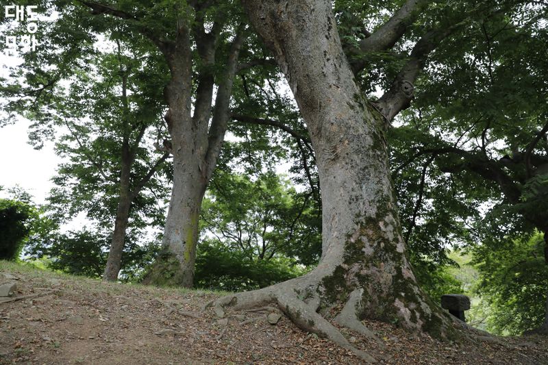 파일:담양 명옥헌 원림-일원2-대동문화재단 보유사진.jpg