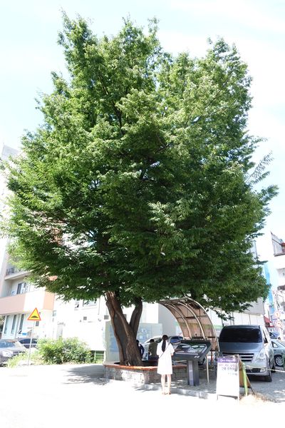 파일:학동느티나무-나무 풍경.JPG