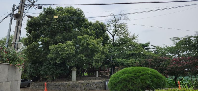 파일:만귀정 왕버들.jpg